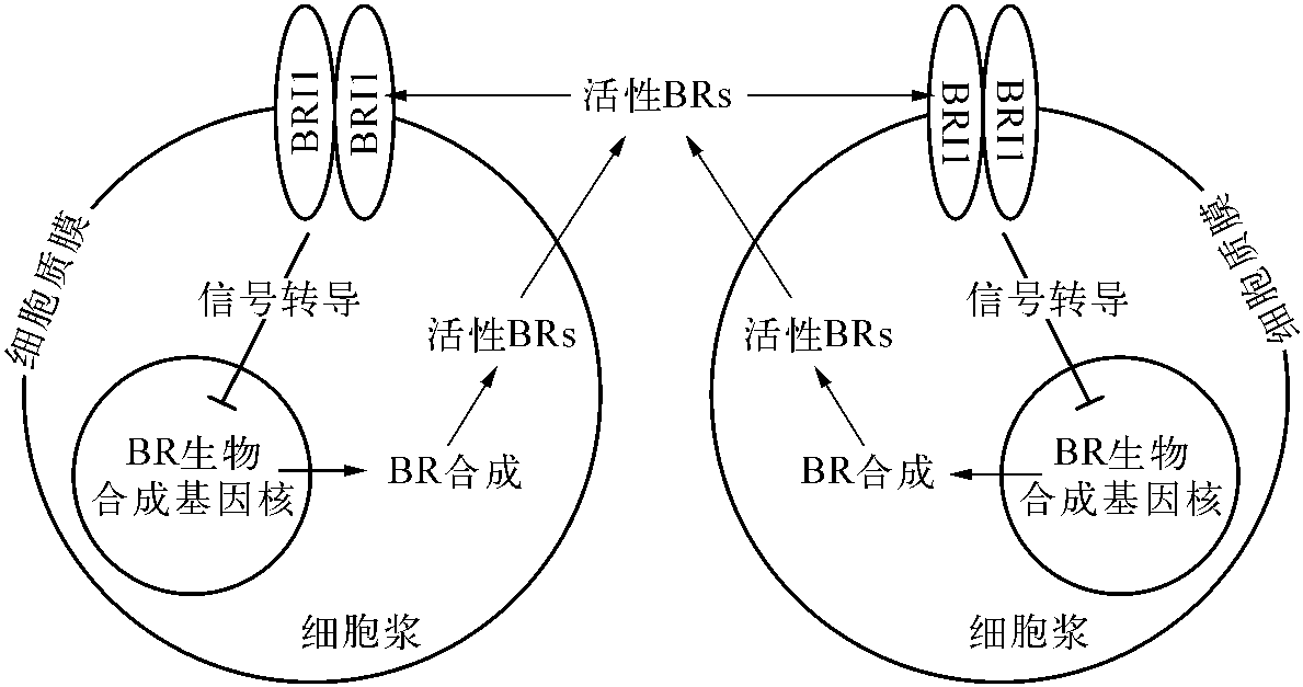 油菜素甾醇類的生物合成位點(diǎn)和運(yùn)輸